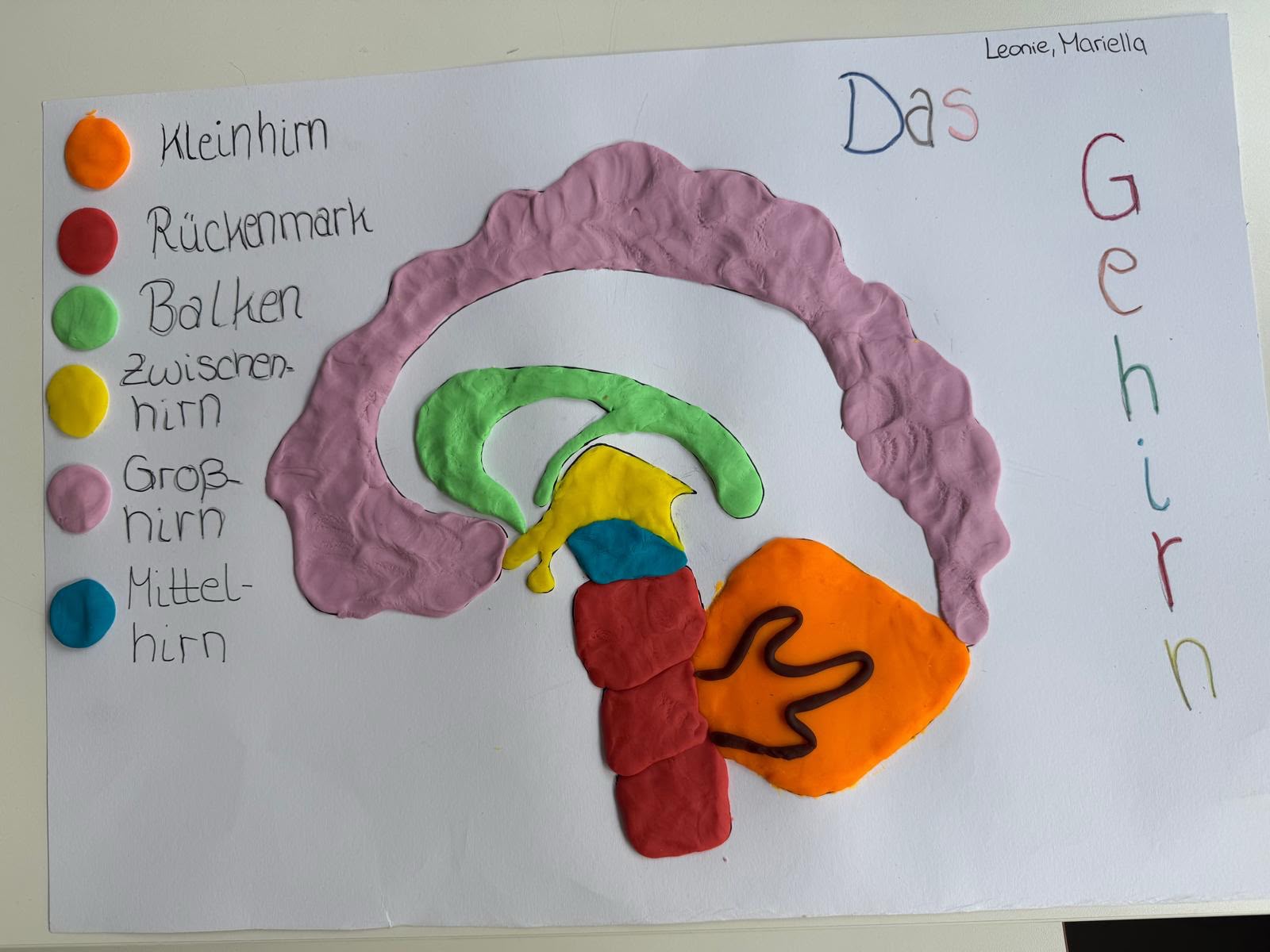 Gehirn 4