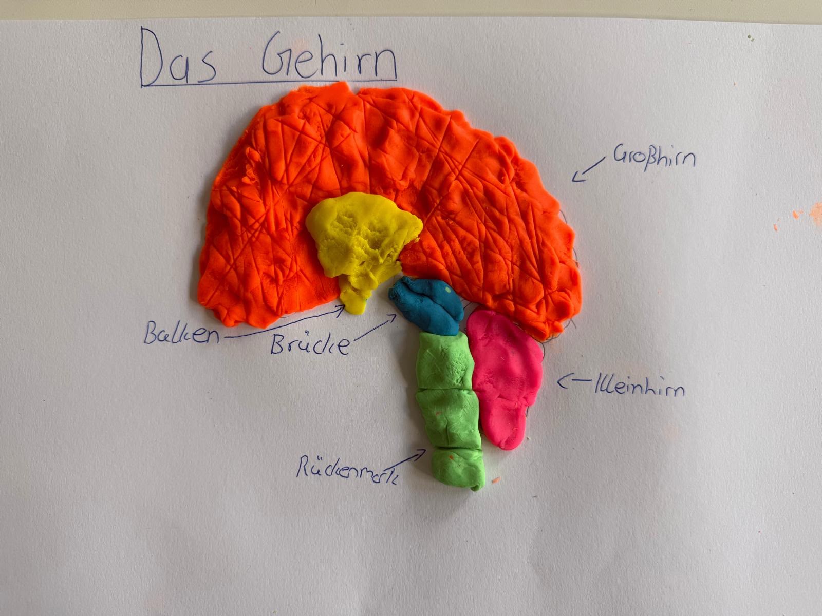 Gehirn 5