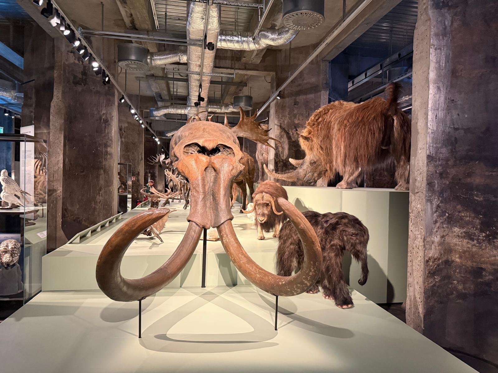 Mammut